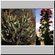 Euphorbia_halipedicola.jpg