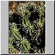 Euphorbia_handiensis_gran_valle.jpg