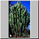 Euphorbia_hermentiana.jpg