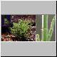 Euphorbia_heterodoxa.jpg