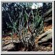 Euphorbia_heterospina_baringoensis.jpg
