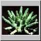 Euphorbia_hopetownensis.jpg