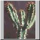 Euphorbia_hottentota1.jpg