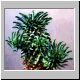 Euphorbia_hypogea.jpg