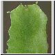 Euphorbia_vajravelui.jpg