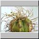Euphorbia_valida.jpg