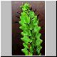Euphorbia_vallaris.jpg