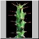 Euphorbia_vittata_HBG55133.jpg