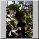 Euphorbia_volkensii_Neovolkensii.jpg