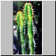 Euphorbia_volkmanniae.jpg