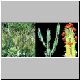 Euphorbia_vulcanorum.jpg