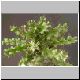 Euphorbia_wakefieldii.jpg