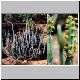 Euphorbia_waterbergensis.jpg