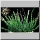 Euphorbia_wilmaniae.jpg