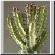 Euphorbia_zoutpansbergensis1.jpg