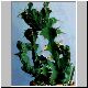 Euphorbia_grandicornis_cristat.jpg