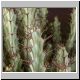 Euphorbia_greenwayi_v_greenwayi.jpg